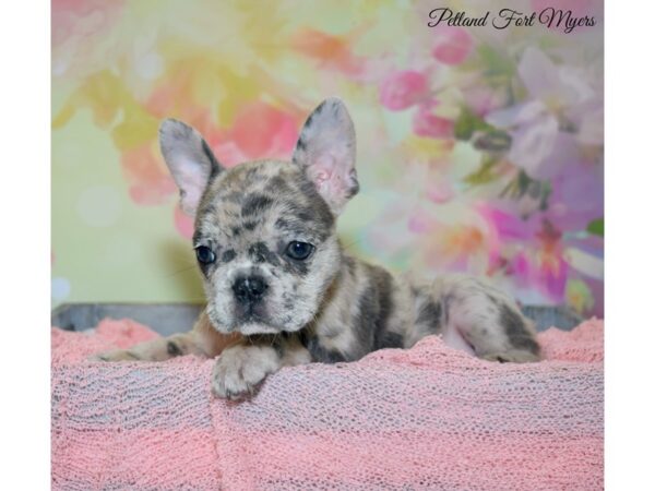 French Bulldog DOG Female Blue Merle 20179 Petland Fort Myers, Florida