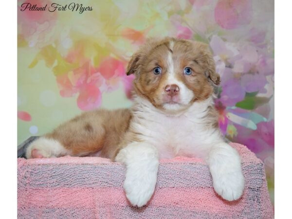 Australian Shepherd-DOG-Female-Red Merle-20178-Petland Fort Myers, Florida