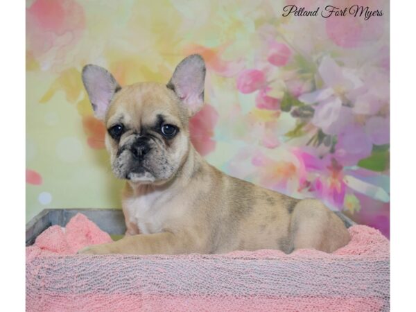 French Bulldog DOG Female Fawn Merle 20180 Petland Fort Myers, Florida