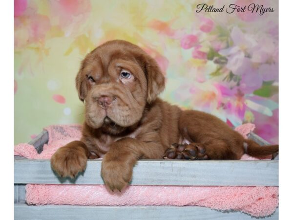 Mini Hippo DOG Male Chocolate 20181 Petland Fort Myers, Florida