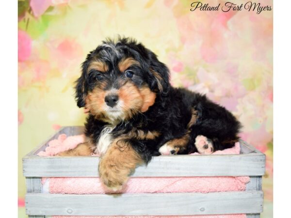 Miniature Bernadoodle-DOG-Female-Phantom-20185-Petland Fort Myers, Florida