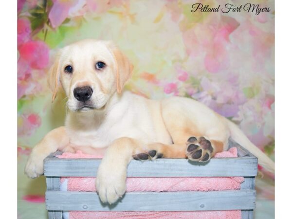 Labrador Retriever DOG Male Yellow 20194 Petland Fort Myers, Florida