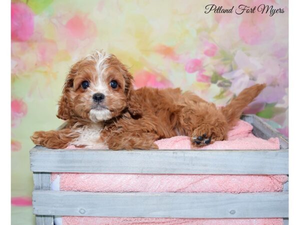 Cavalier King Charles Spaniel/Poodle DOG Male Red 20187 Petland Fort Myers, Florida