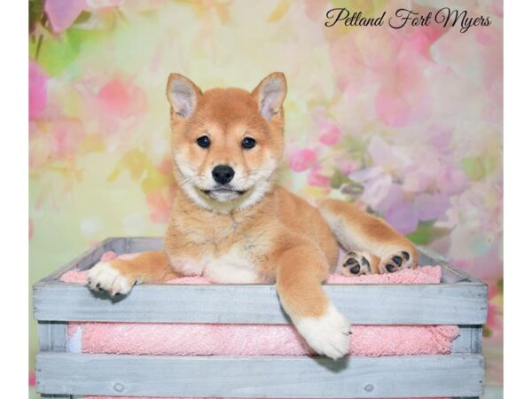 Shiba Inu DOG Female Red 20201 Petland Fort Myers, Florida