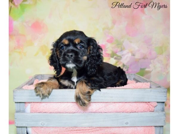 Cocker Spaniel DOG Female Black & Tan 20200 Petland Fort Myers, Florida