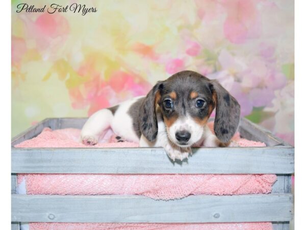 Dachshund DOG Female Black & Tan, Dapple Piebald 20199 Petland Fort Myers, Florida