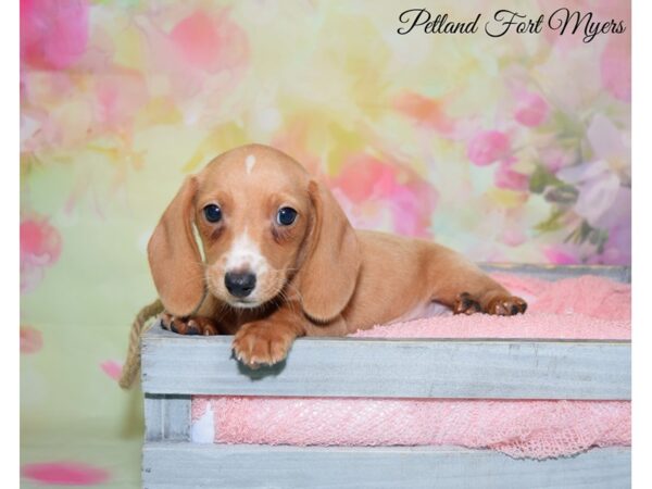 Dachshund DOG Male Red, Dapple 20198 Petland Fort Myers, Florida