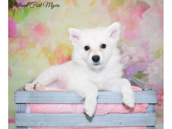 American Eskimo-DOG-Female-White-20196-Petland Fort Myers, Florida