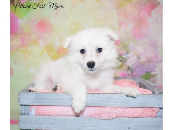 American Eskimo DOG Male White 20195 Petland Fort Myers, Florida