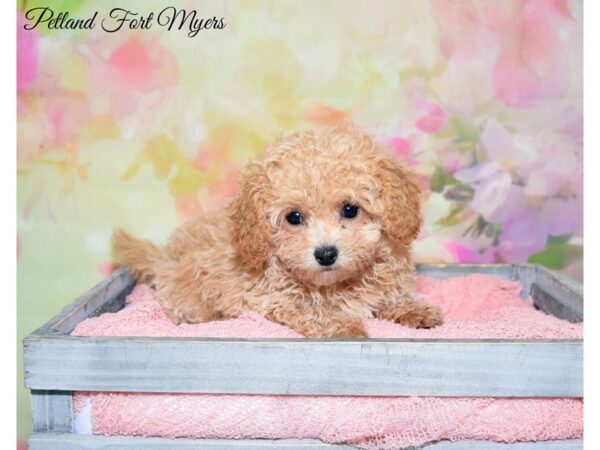 Bichon Frise/Poodle DOG Female Apricot 20193 Petland Fort Myers, Florida