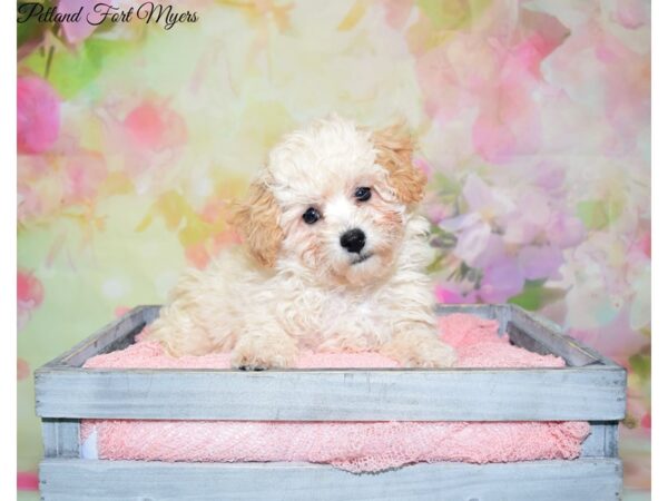 Bichon Frise/Poodle DOG Male Cream 20192 Petland Fort Myers, Florida