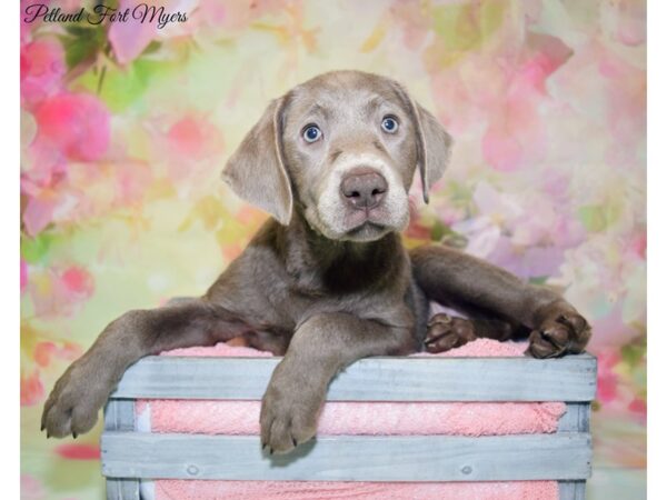 Labrador Retriever DOG Female Silver 20191 Petland Fort Myers, Florida