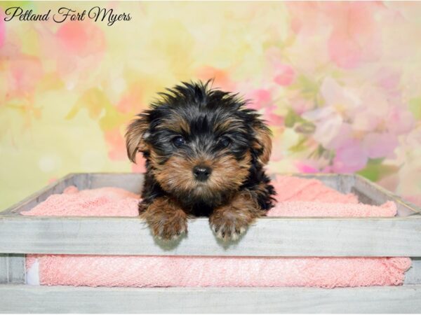 Yorkshire Terrier DOG Female Black & Tan 20189 Petland Fort Myers, Florida