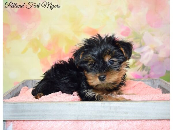 Yorkshire Terrier DOG Male Black & Tan 20188 Petland Fort Myers, Florida