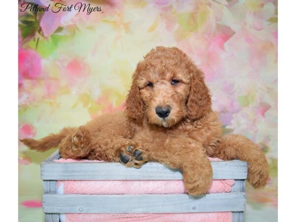 Goldendoodle 2nd Gen-DOG-Female-Red-20184-Petland Fort Myers, Florida