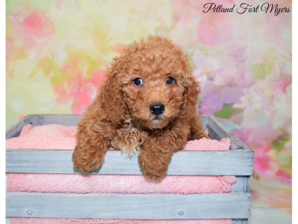 Miniature Labradoodle DOG Female Red 20186 Petland Fort Myers, Florida