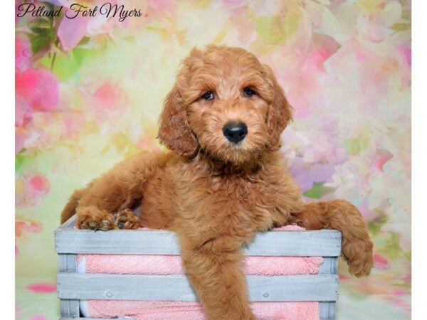 Goldendoodle 2nd Gen DOG Male Red 20183 Petland Fort Myers, Florida