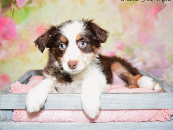 Miniature Australian Shepherd DOG Female Chocolate & White 20205 Petland Fort Myers, Florida