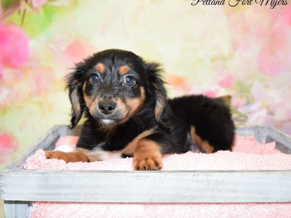 Chihuahua/Dachshund DOG Male Black & Tan 20206 Petland Fort Myers, Florida