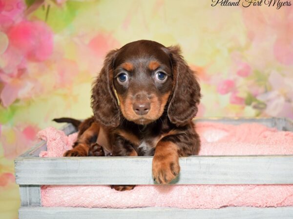 Dachshund DOG Male Chocolate 20207 Petland Fort Myers, Florida