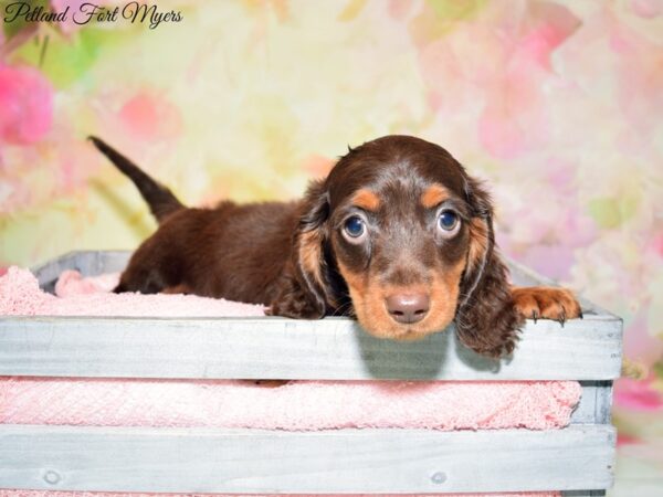 Dachshund DOG Male Chocolate 20208 Petland Fort Myers, Florida