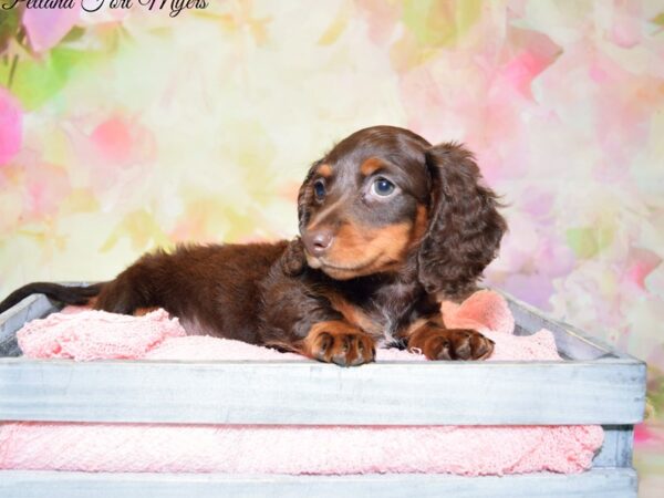 Dachshund DOG Female Chocolate 20209 Petland Fort Myers, Florida