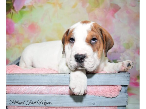 Walrus DOG Male Sable & White 20216 Petland Fort Myers, Florida