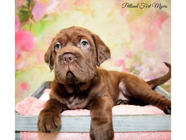 Mini Hippo DOG Male Buff 20213 Petland Fort Myers, Florida