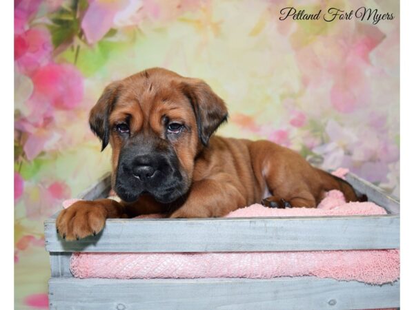 Mini Hippo-DOG-Female-Buff-20212-Petland Fort Myers, Florida