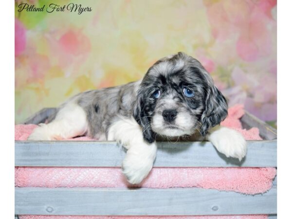 Cocker Spaniel DOG Female Blue Merle Parti 20211 Petland Fort Myers, Florida