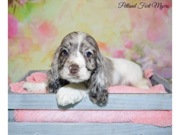 Cocker Spaniel DOG Male Chocolate Merle 20210 Petland Fort Myers, Florida