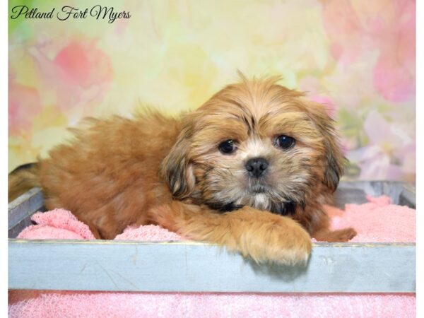 Shih Tzu DOG Male Gold 20240 Petland Fort Myers, Florida