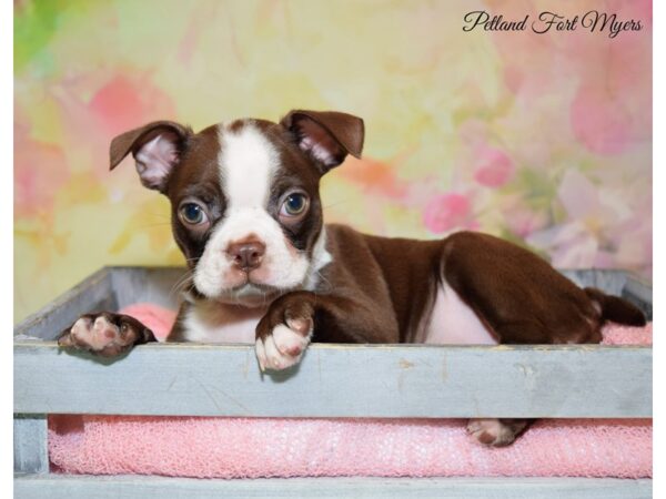 Boston Terrier DOG Male Red & White 20235 Petland Fort Myers, Florida