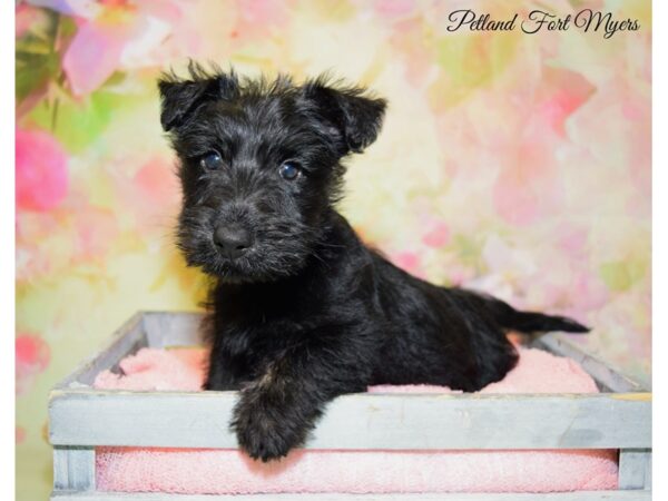 Scottish Terrier DOG Female Black 20234 Petland Fort Myers, Florida