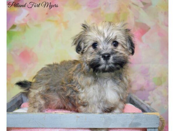 Havanese/Maltese DOG Male Sable 20231 Petland Fort Myers, Florida