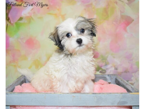 Havanese/Maltese DOG Male White & Brown 20230 Petland Fort Myers, Florida