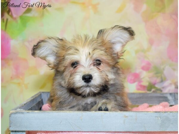 Papitese (Papillon/Maltese) DOG Male Sable 20229 Petland Fort Myers, Florida