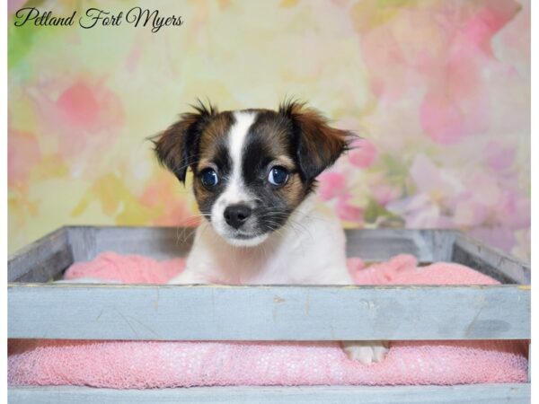 Chihuahua DOG Male Tri 20227 Petland Fort Myers, Florida