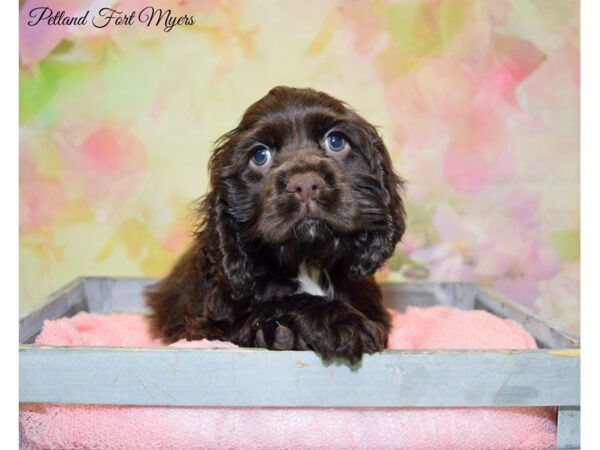 Cocker Spaniel DOG Male Chocolate 20224 Petland Fort Myers, Florida