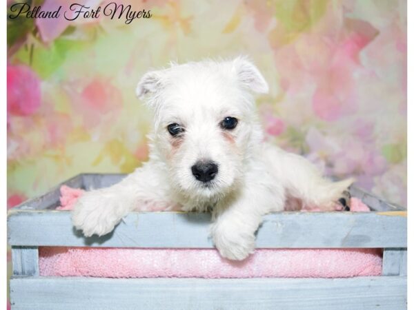 West Highland White Terrier DOG Female White 20222 Petland Fort Myers, Florida