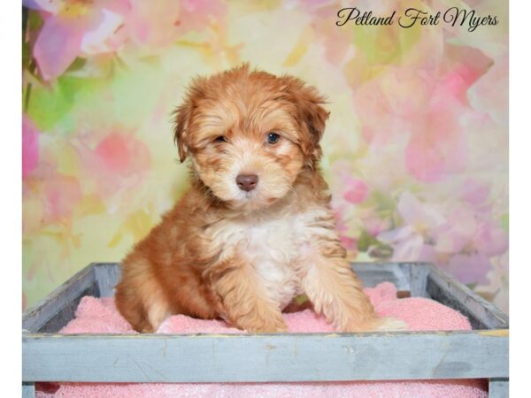 Yorkie Poo-DOG-Male-Beige-20221-Petland Fort Myers, Florida