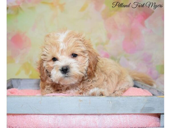 Daisy Dog DOG Female Red White 20219 Petland Fort Myers, Florida