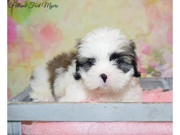 Teddy DOG Male Brown White 20218 Petland Fort Myers, Florida