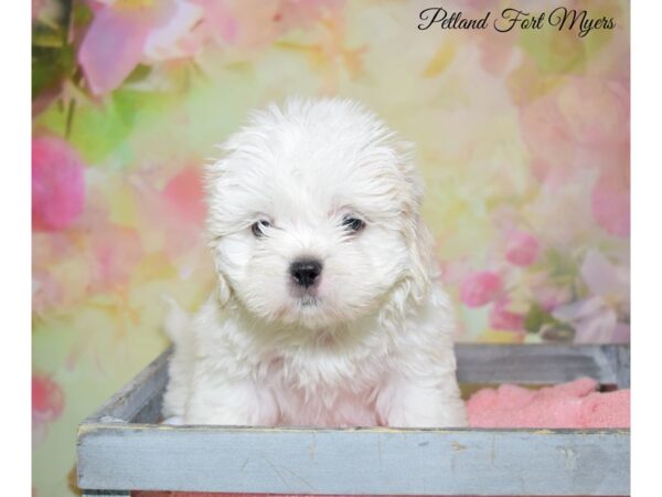 Teddy DOG Female Cream White 20217 Petland Fort Myers, Florida