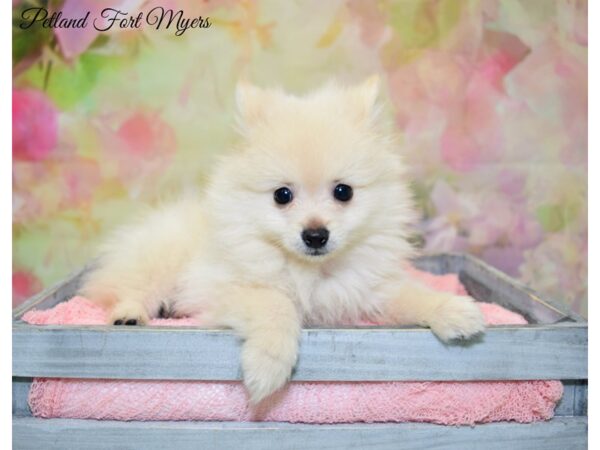 Pomeranian DOG Female Cream 20173 Petland Fort Myers, Florida