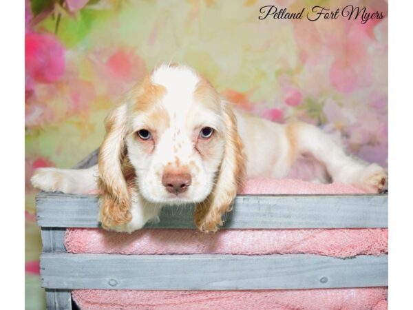 Cocker Spaniel DOG Male Buff & White 20157 Petland Fort Myers, Florida