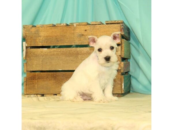 Miniature Schnauzer DOG Male White 20294 Petland Fort Myers, Florida