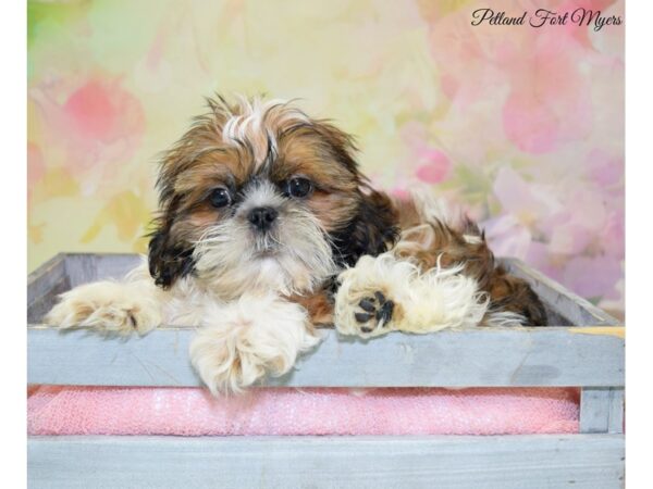 Shih Tzu DOG Male Red Gold, White Markings 20244 Petland Fort Myers, Florida