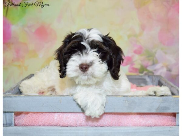 Cocker Spaniel/Poodle DOG Female Chocolate & White 20261 Petland Fort Myers, Florida