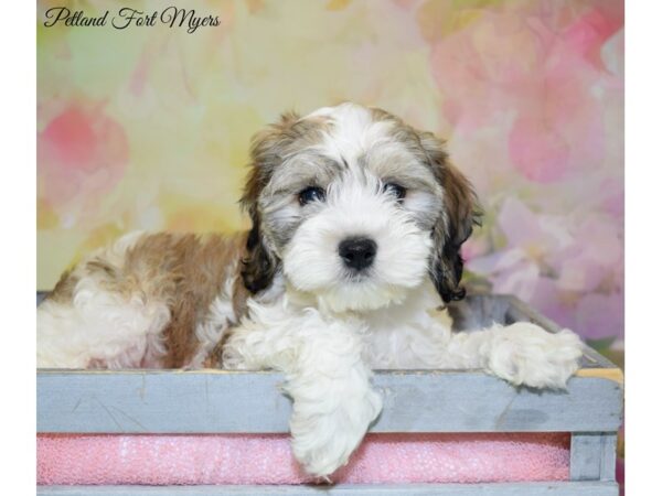 Cocker Spaniel/Poodle-DOG-Female-Sable & White-20260-Petland Fort Myers, Florida